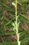 Warty spurge